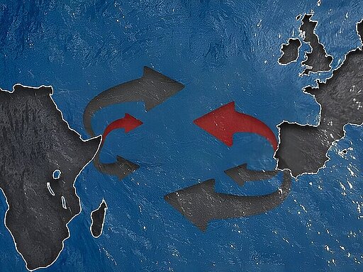 EU-Africa Cooperation on Migration